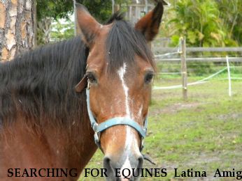 SEARCHING FOR EQUINES Latina Amiga Del Cumbre, Rayna Ann de Piasa Near Mulberry, AR, 72947